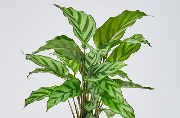 Calathea Freddy