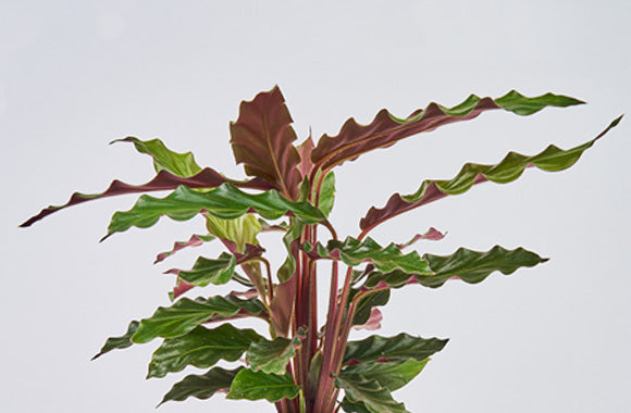 Pasning af Calathea Rufibarba (Goeppertia): Tips og teknikker    PottePlanten.dk