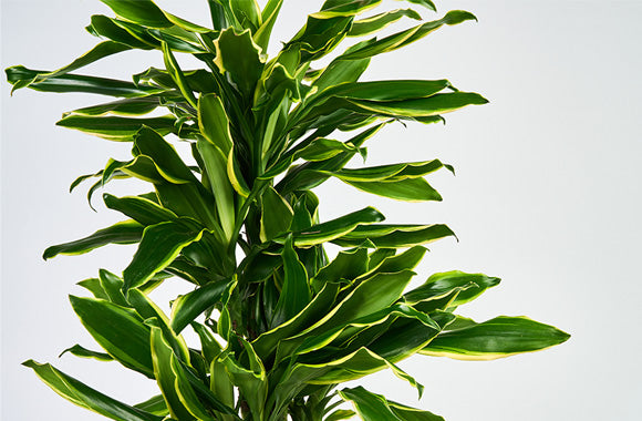 Dracaena Gold Coast - Drageblodstræ