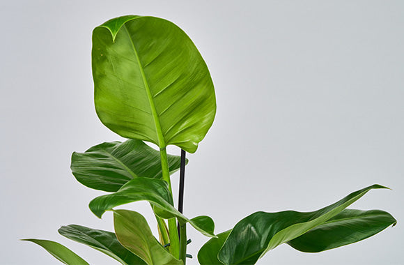 Philodendron Imperial Green