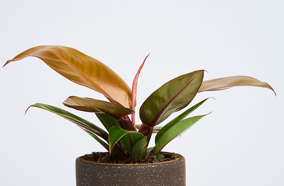 Philodendron Prince of orange med grønne og orange blade i en lille brun potteskjuler