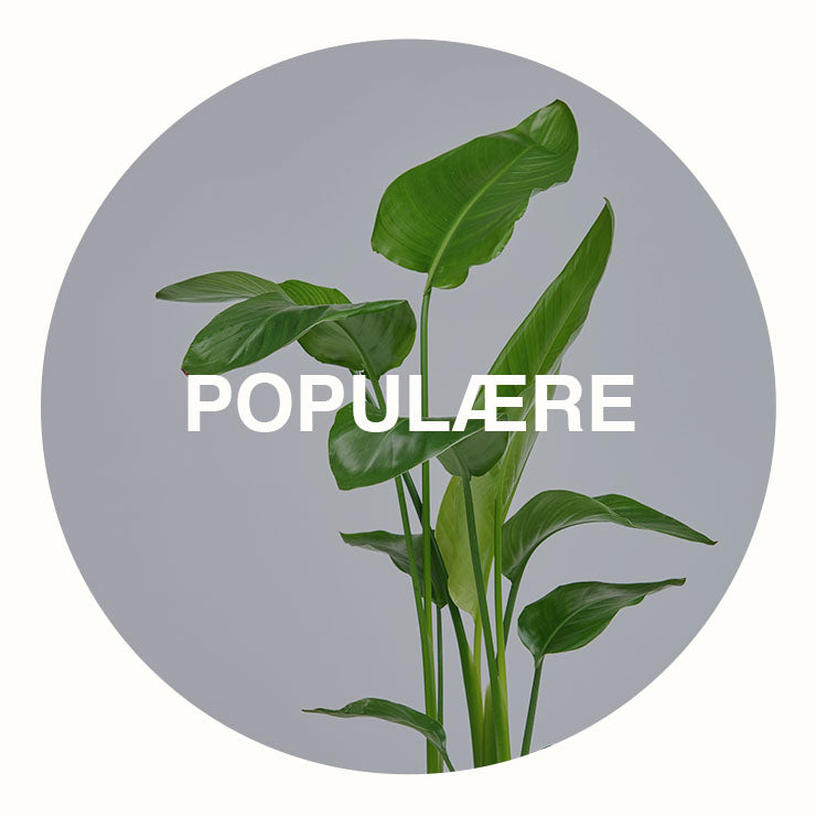 Populære