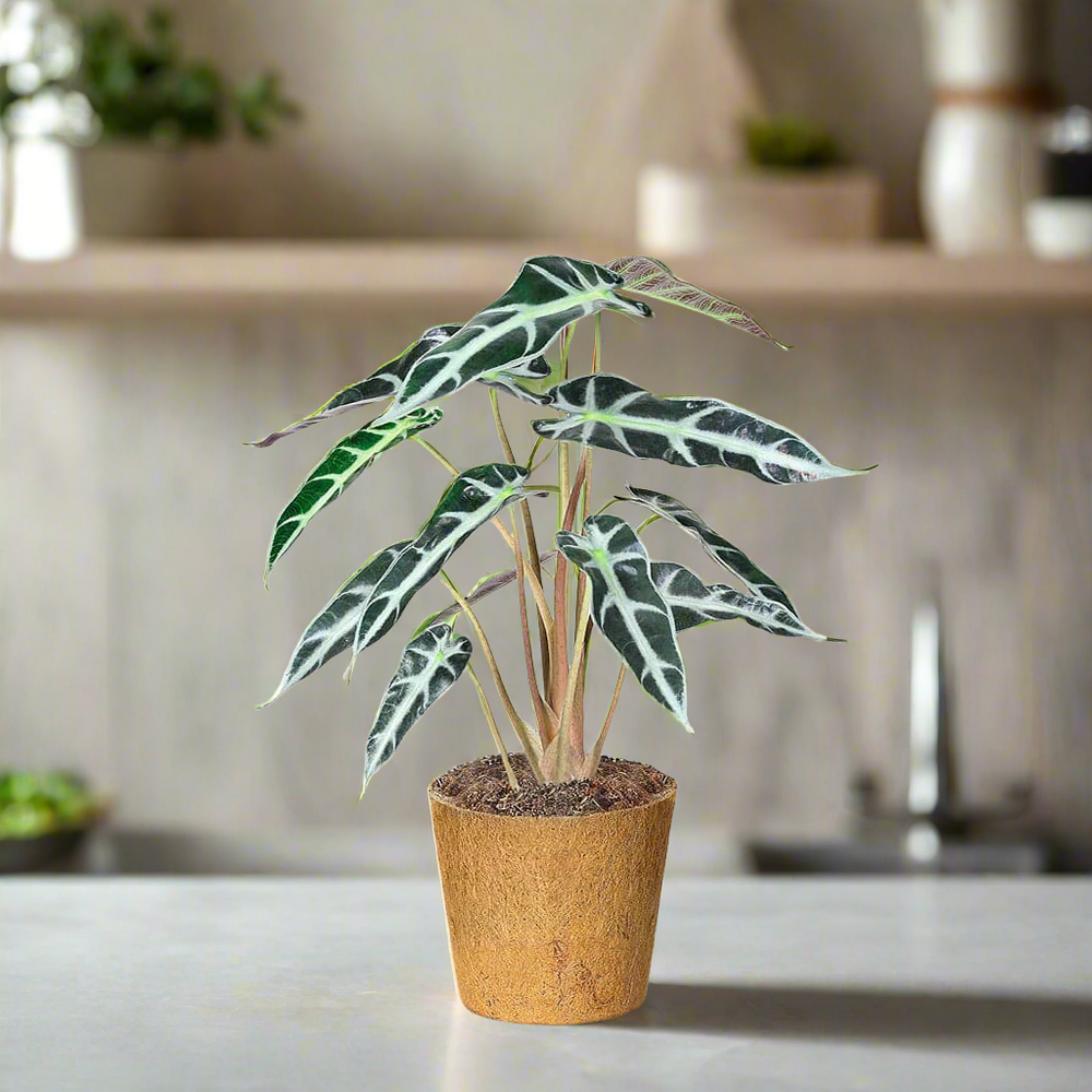 Alocasia Bambino i kokospotte på et køkkenbord med mørkegrønne, smalle blade og lyse bladnerver.