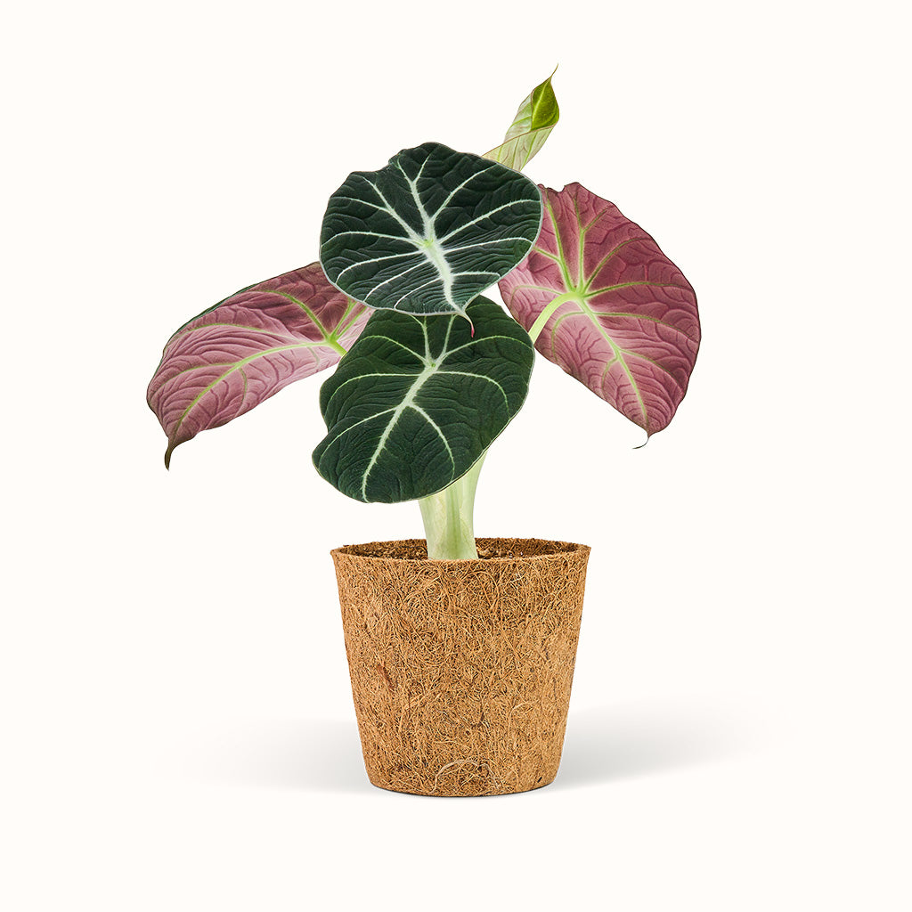 Alocasia Black Velvet - Elefantøre