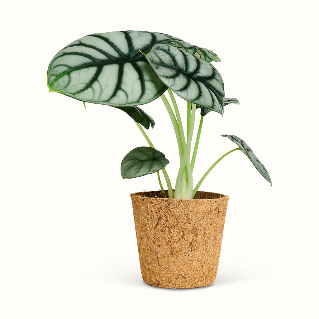Alocasia Silver Dragon i kokospotte med sølvgrønne blade og markante, mørkegrønne bladnerver.