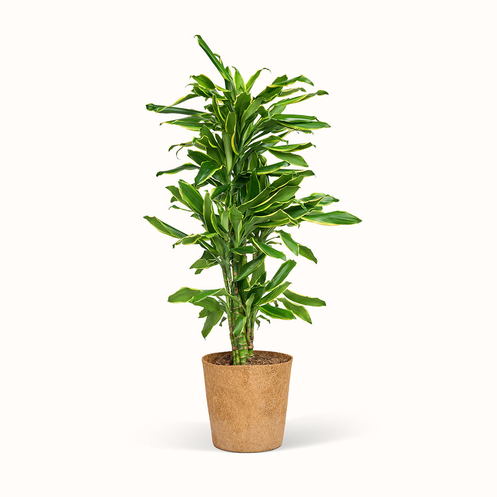 Dracaena Gold Coast - Drageblodstræ