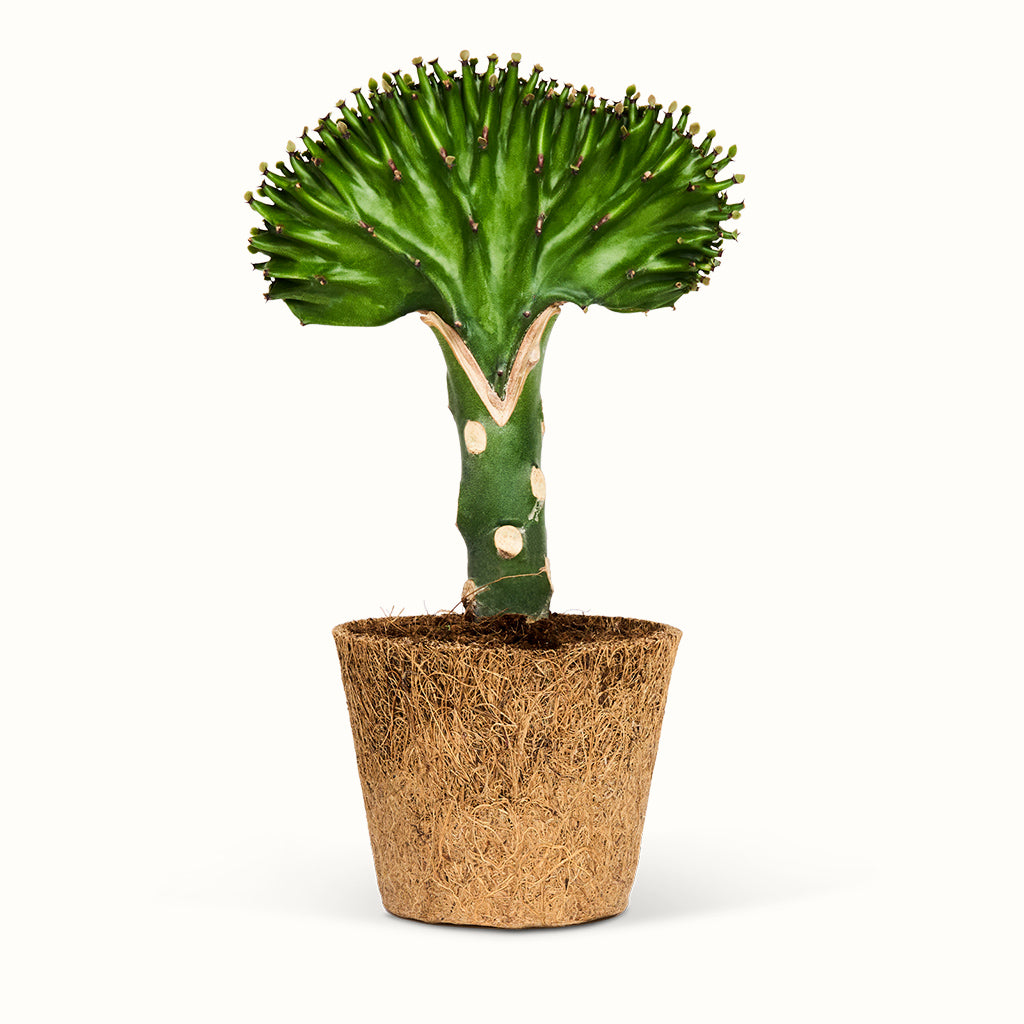 Grøn Euphorbia lactea i kokospotte med en bred, bølget top, der ligner en vifte, på en grøn stamme.