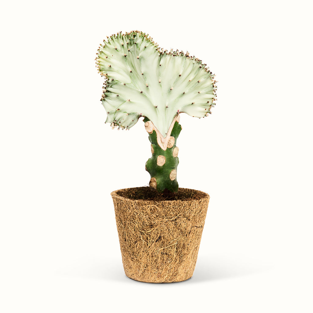 Hvidlig Euphorbia lactea i kokospotte med en bølget, vifteformet top på en grøn stamme.