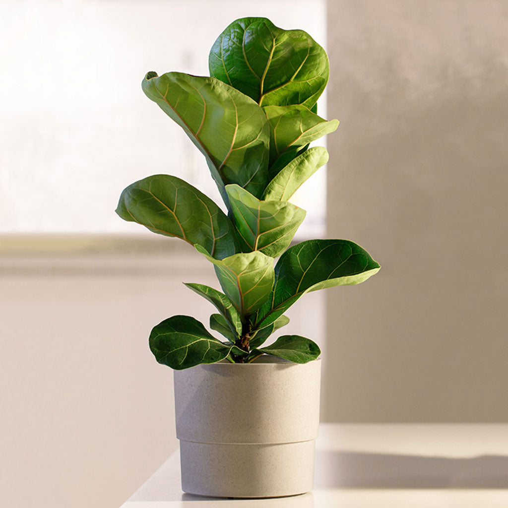 Ficus-lyrata-miljo.jpg