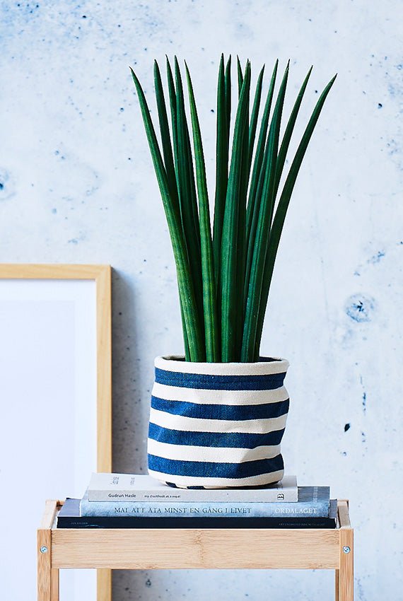 Sansevieria Cylindrica Straight i en blå og hvidstribet potte på en skammel.