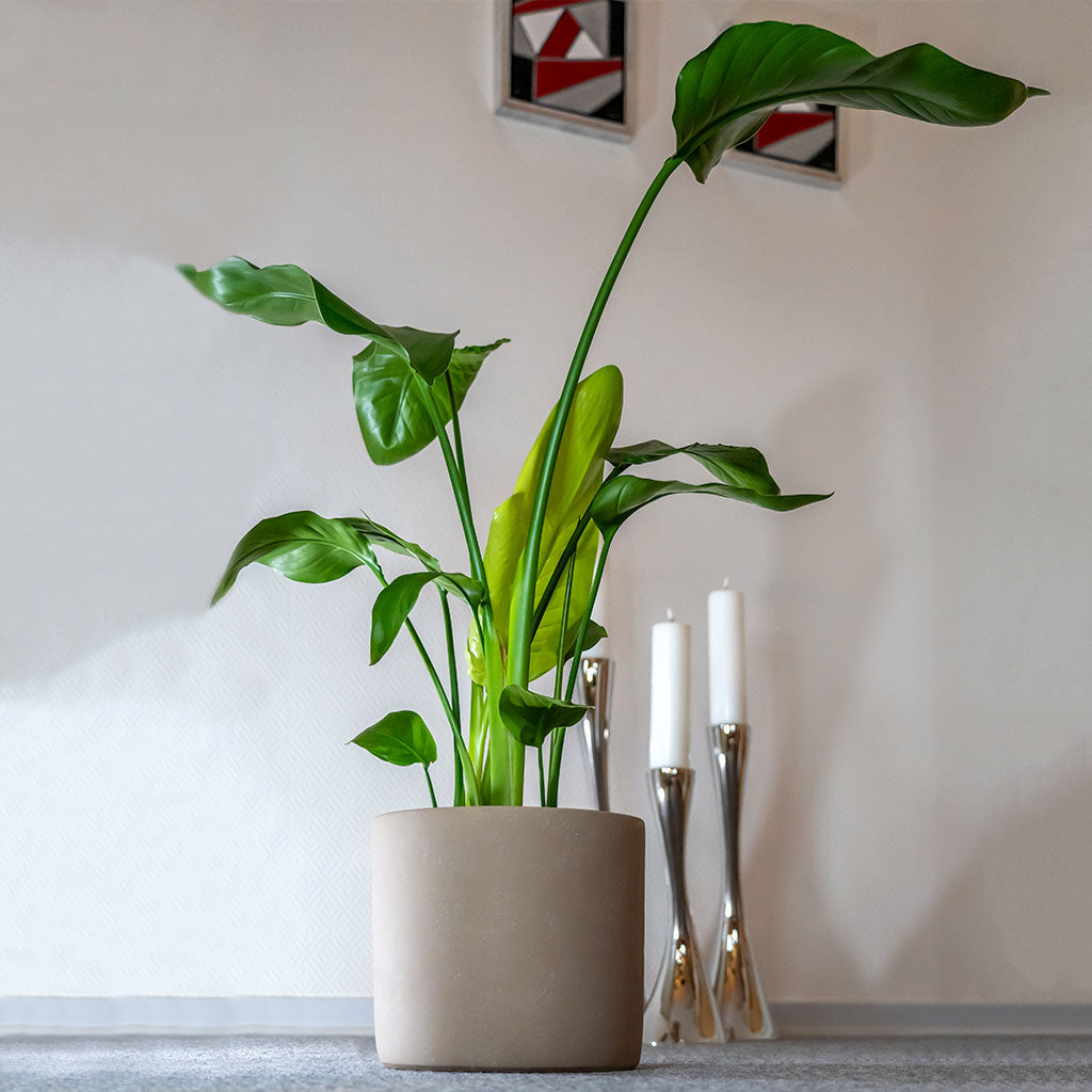 Strelitzia-nicolai-miljo.jpg