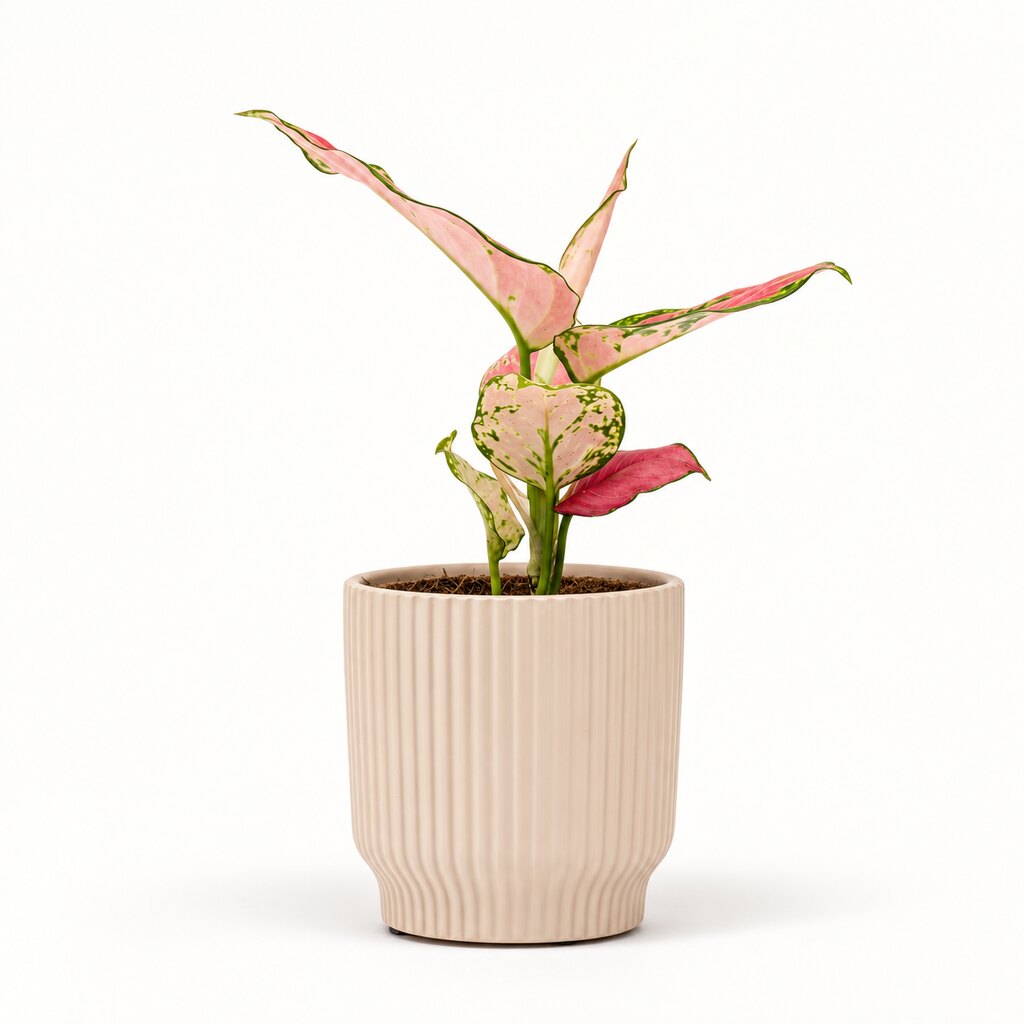 Aglaonema Pinky Promise i potteskjuler, Ø9 cm.