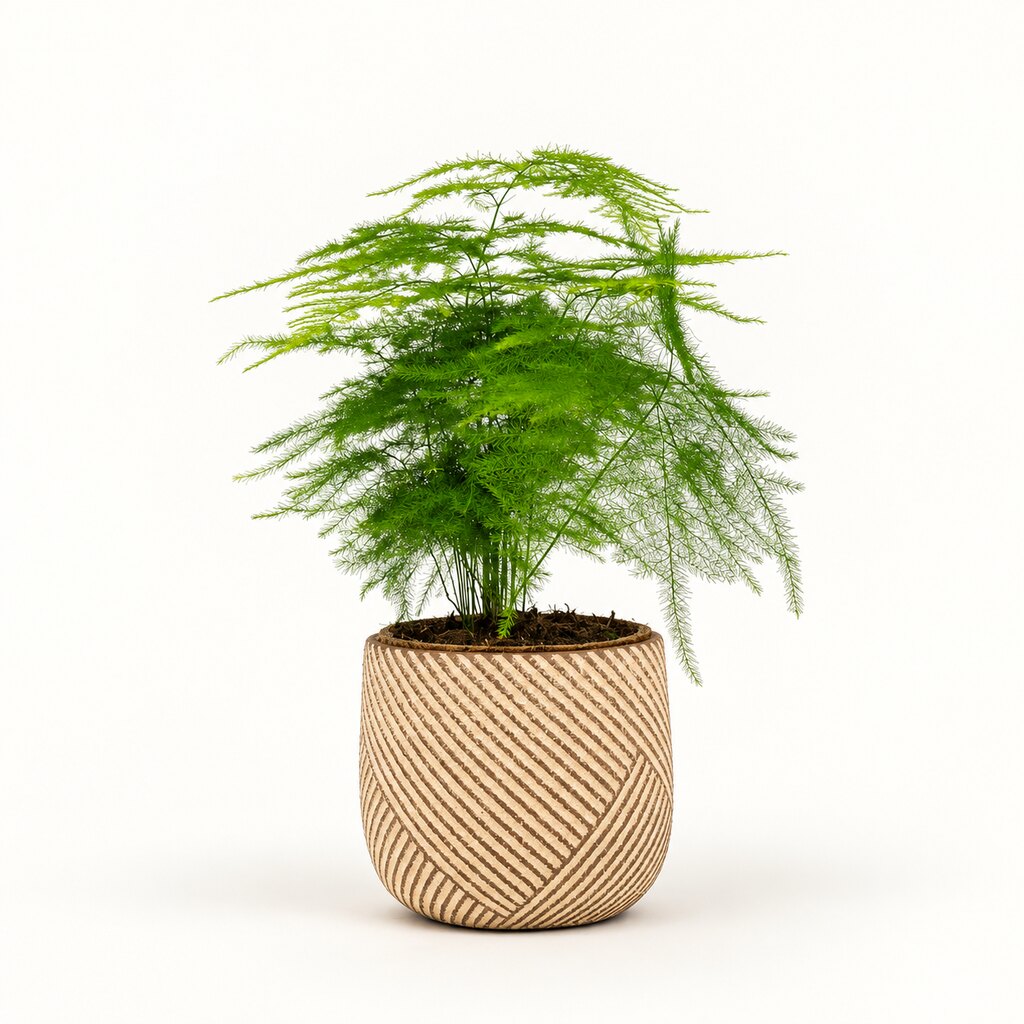 Asparagus setaceus i potteskjuler, Ø11 cm.