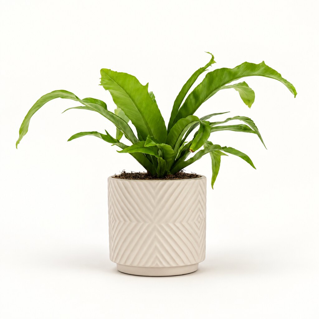 Asplenium antiquum i potteskjuler, Ø11 cm.