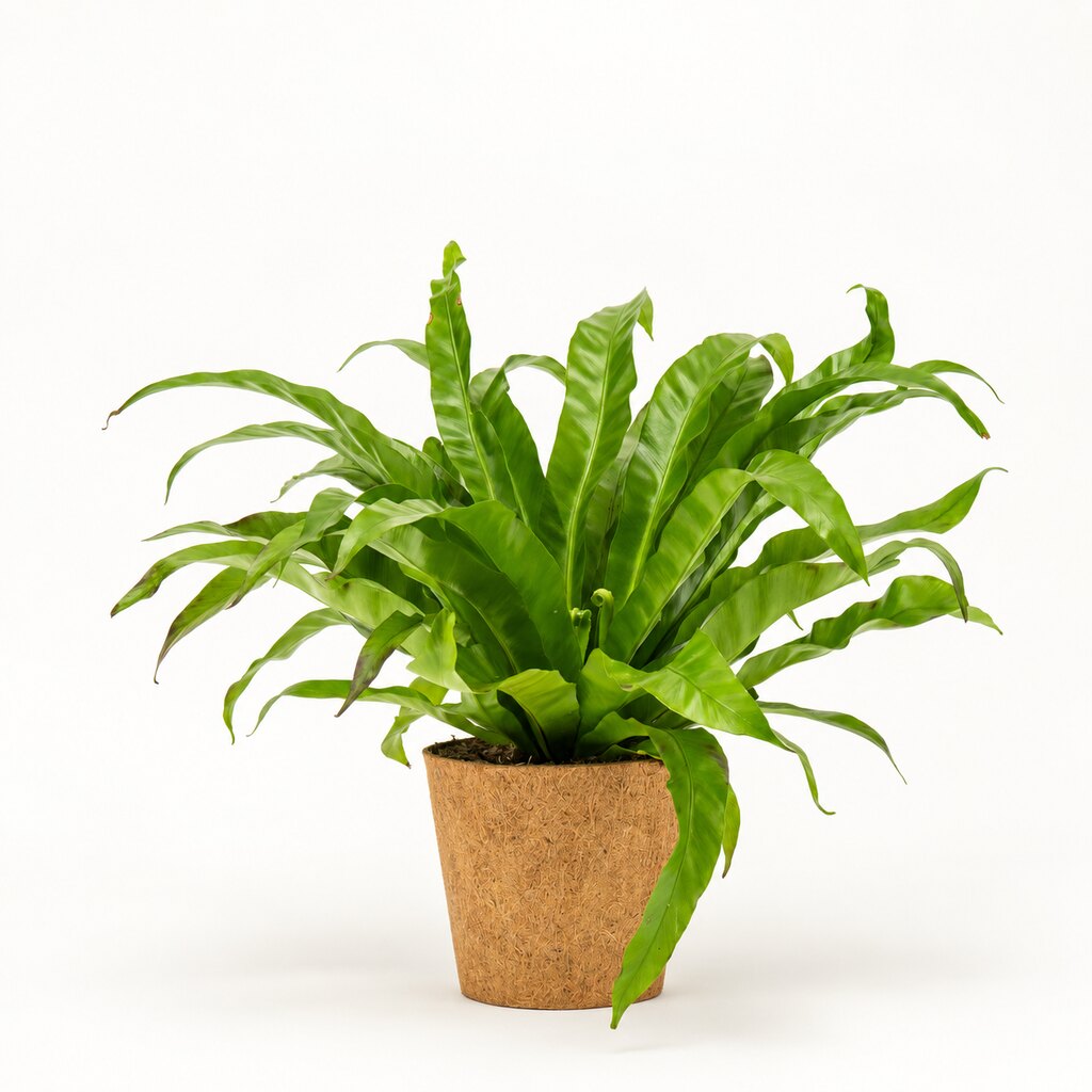 Asplenium antiquum Ø17 i kokospotte