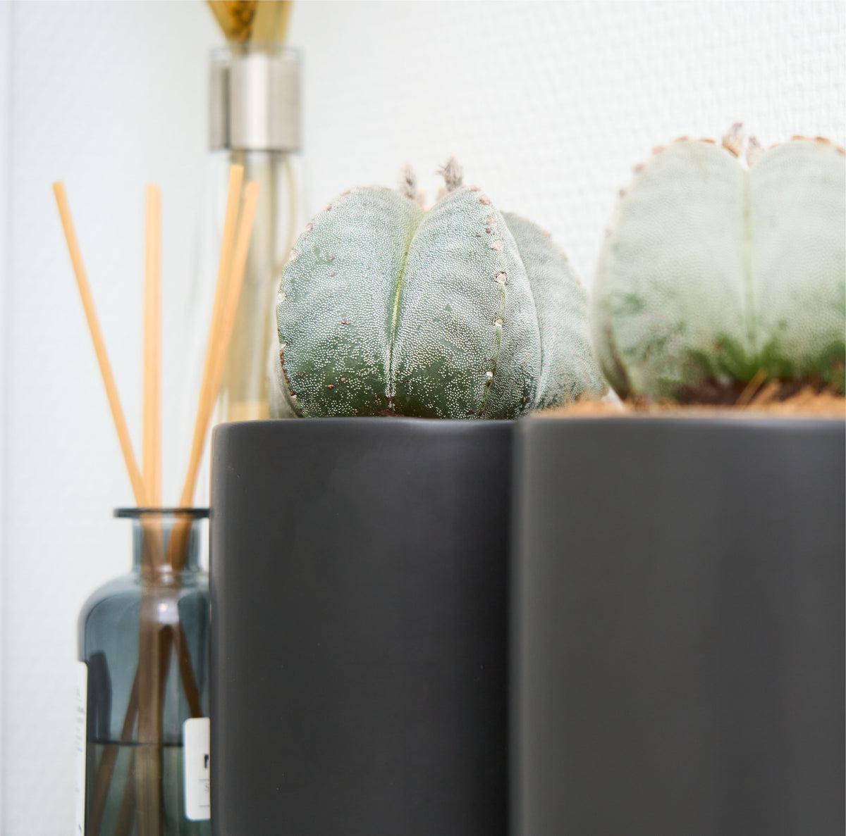 Astrophytum-stjernekaktus i mørk potteskjuler foran et spejl, ved siden af en flaske med duftpinde.