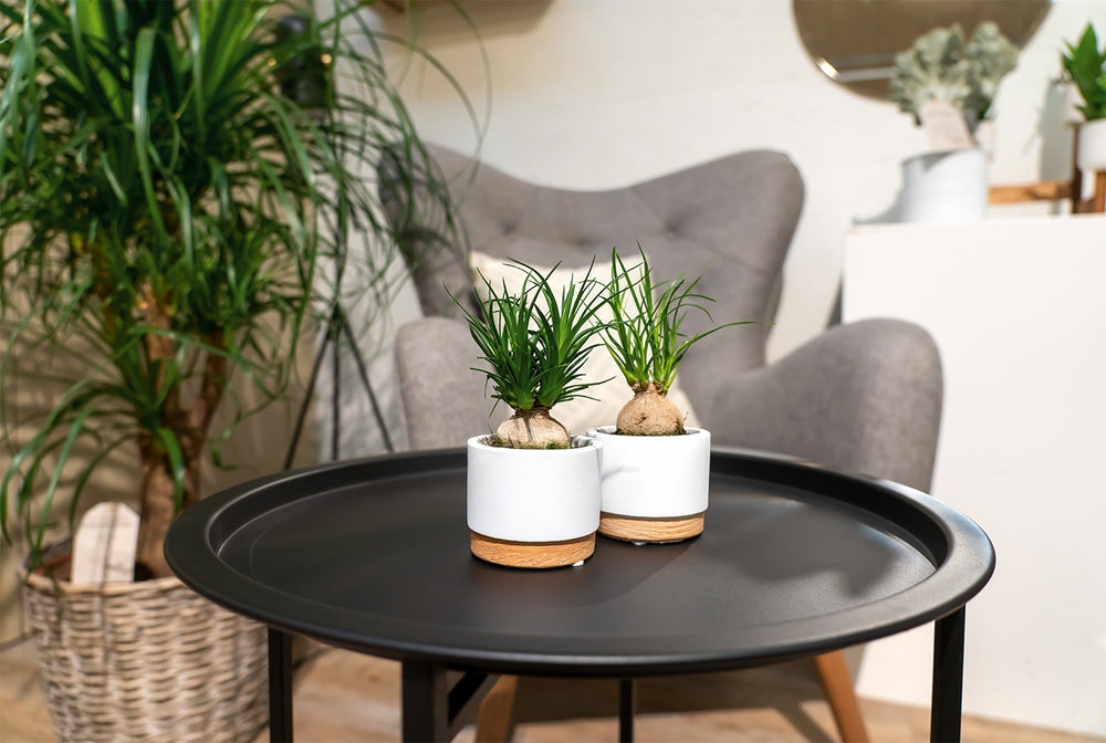To Beaucarnea-planter i hvide potter på et rundt bord ved sofaen.