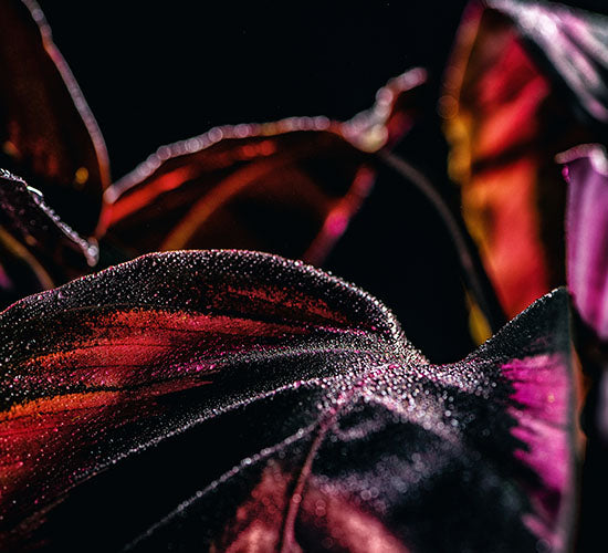 Nærbillede af en lyserød Calathea Goeppertia Jessie