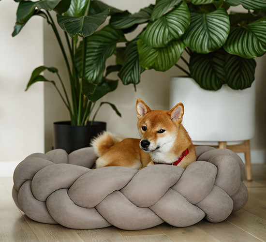 hund i en hundekurv med en calathea orbifolia og strelitzia nicolai plante i baggrunden