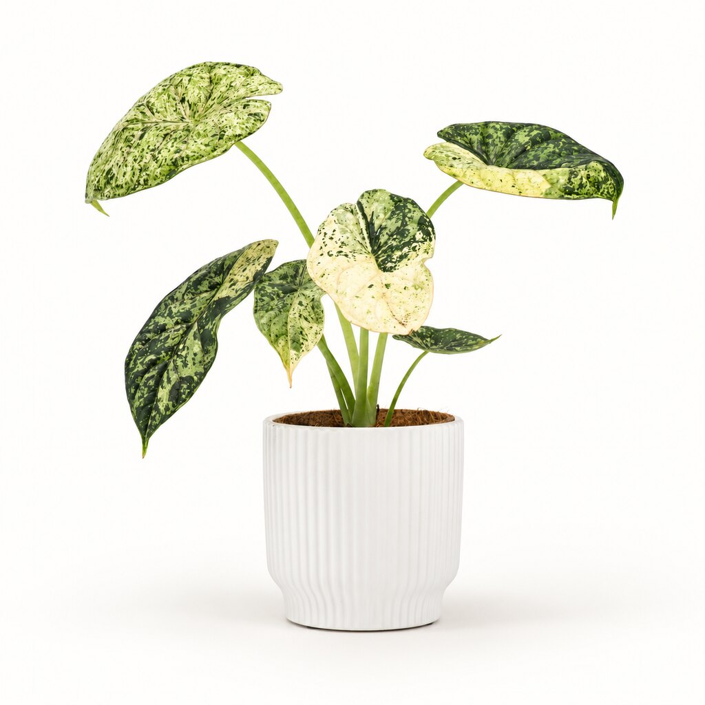 Alocasia Macrorrhizos Camouflage i potteskjuler, Ø11 cm.