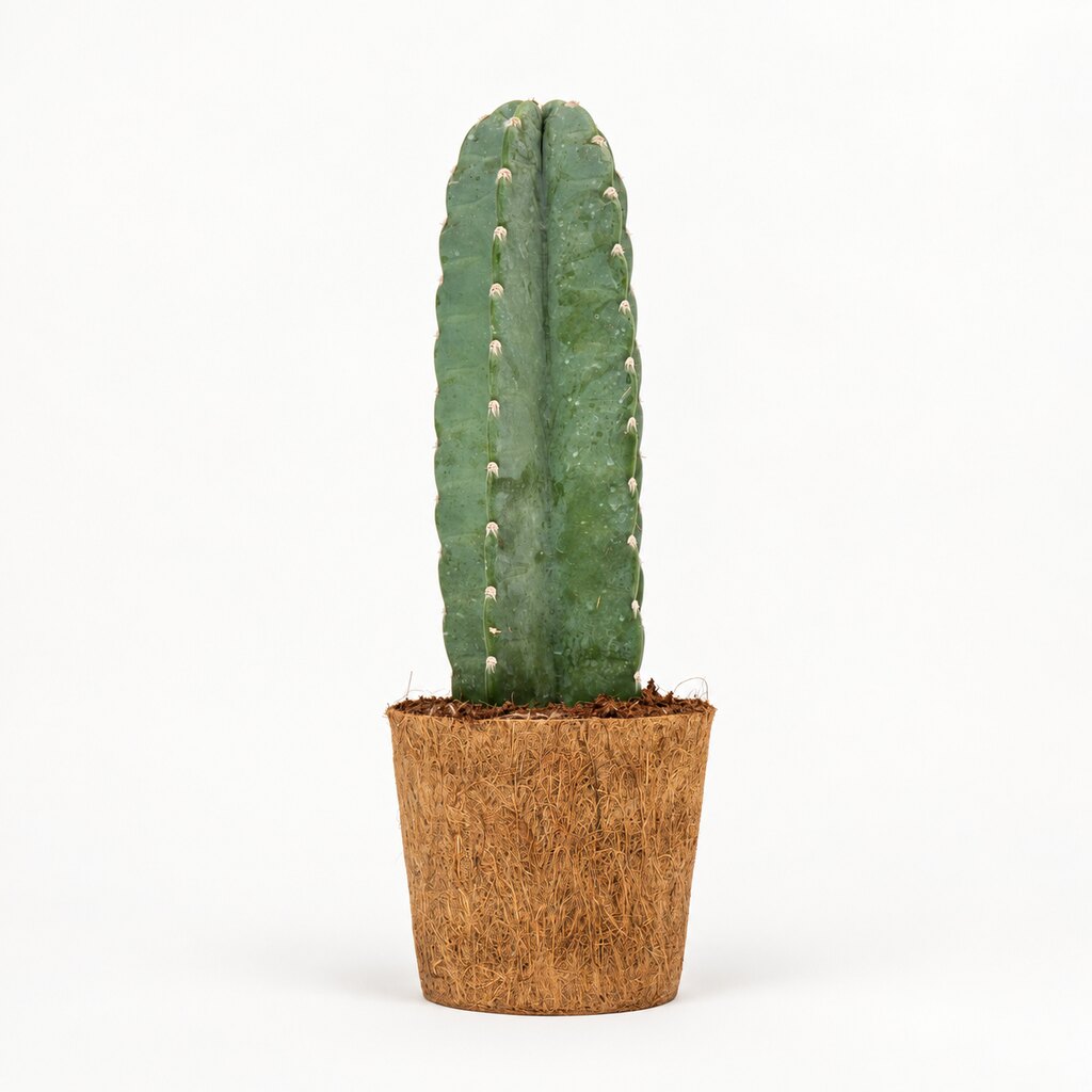 Cereus jamacaru i kokospotte, Ø14 cm.