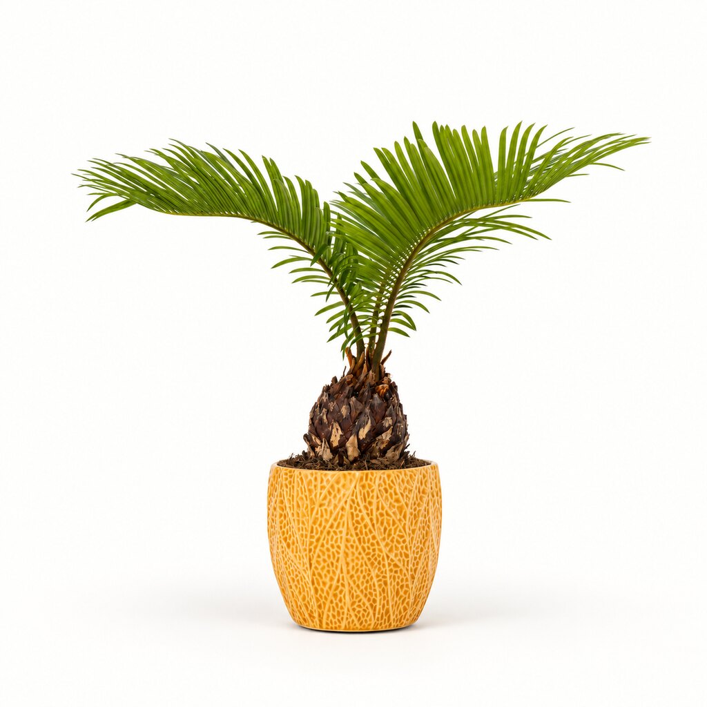 Cycas - Japansk koglepalme i potteskjuler, Ø11 cm.