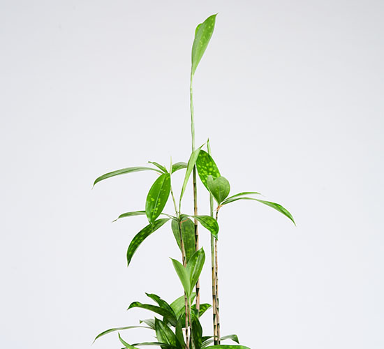 nærbillede af Dracaena Surculosa plantens grønne top