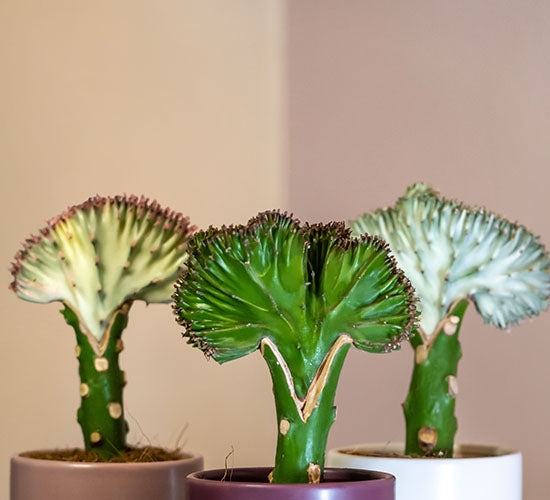 billede af tre Euphorbia Lactea planter med matchende farverige potteskjuler