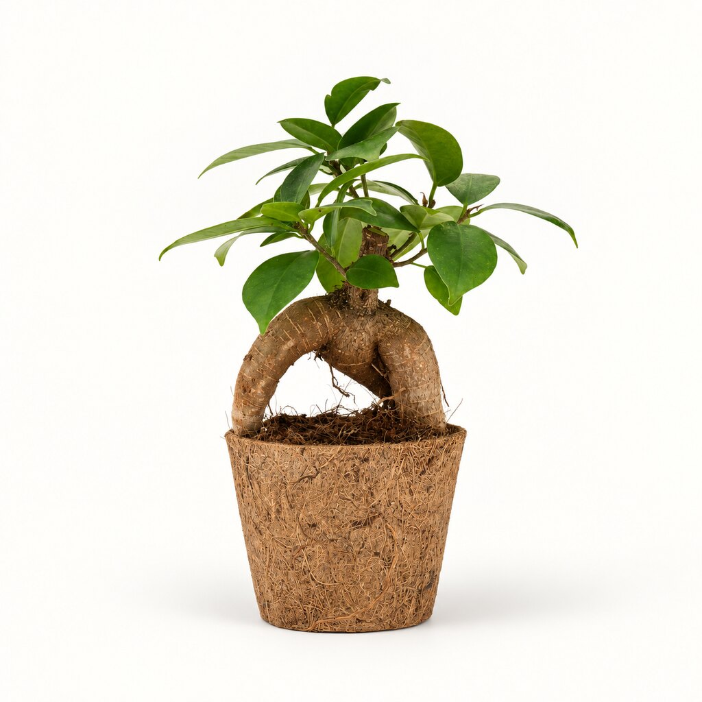 Ficus Ginseng i kokospotte, Ø9 cm.