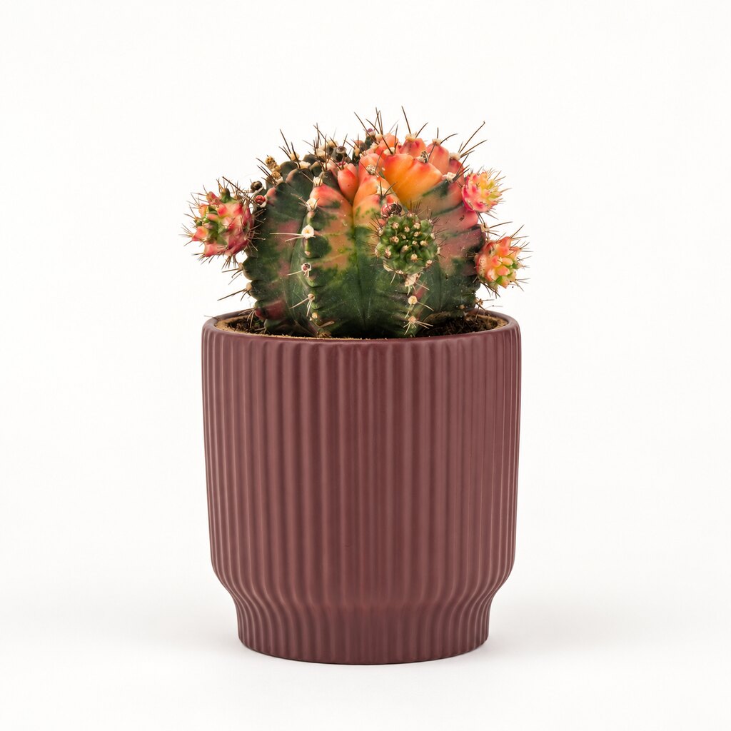 Gymnocalycium mihanovichii Glow i potteskjuler, Ø11 cm.