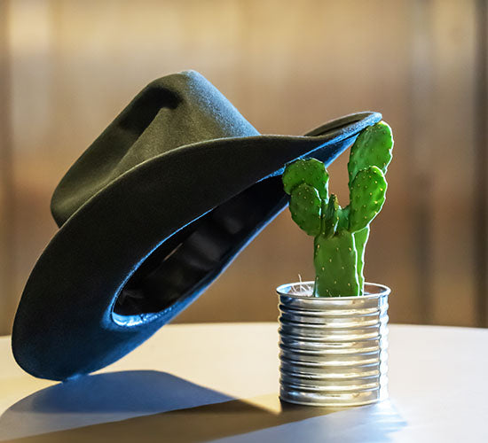 Stueplanten Kaktus Opuntia Rubescens og en cowboyhat