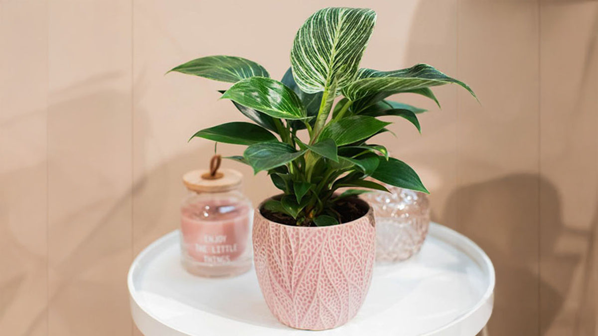 Spil med farver med plante og potteskjuler