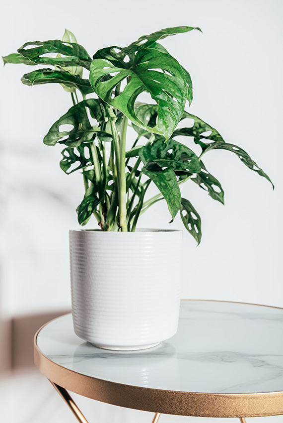 Monstera Adansonii med hullede blade i en hvid potte ved vinduet.