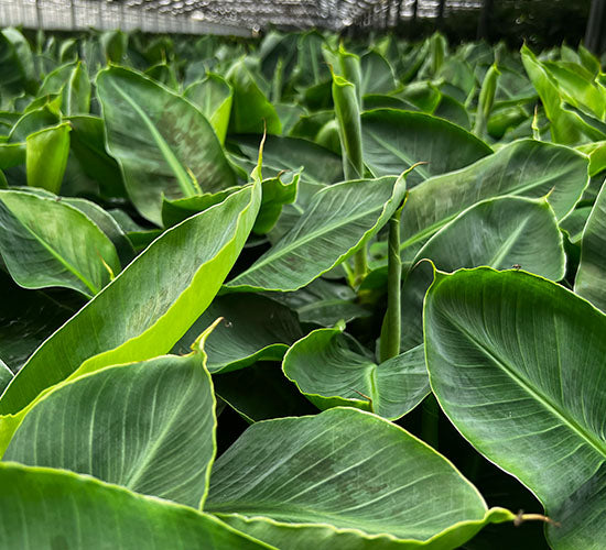 Musa Bananpalme planter i et stort drivhus