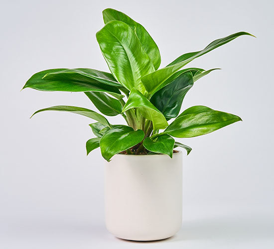 Philodendron imperial green plantes store grønne blade i en hvid potteskjuler