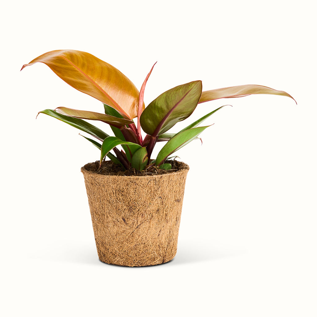 Philodendron Prince of Orange i kokospotte med orange og grønne blade på rødlige stilke.