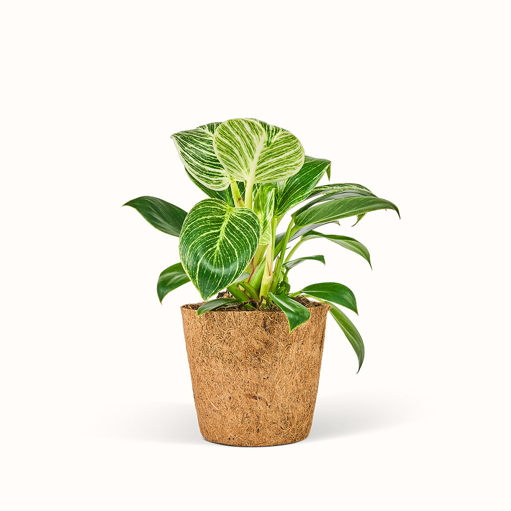 En Philodendron White Measure - Birkin med grønne og hvide blade på en hvid baggrund.