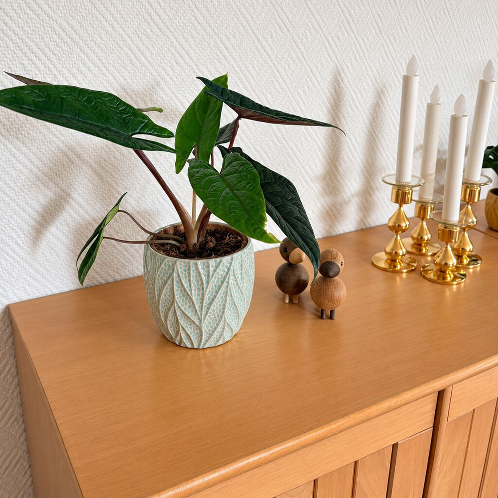 Alocasia Antoro Velvet i en lyseblå potte med bladmønster på en træskænk ved træfugle og guldfarvede lysestager.