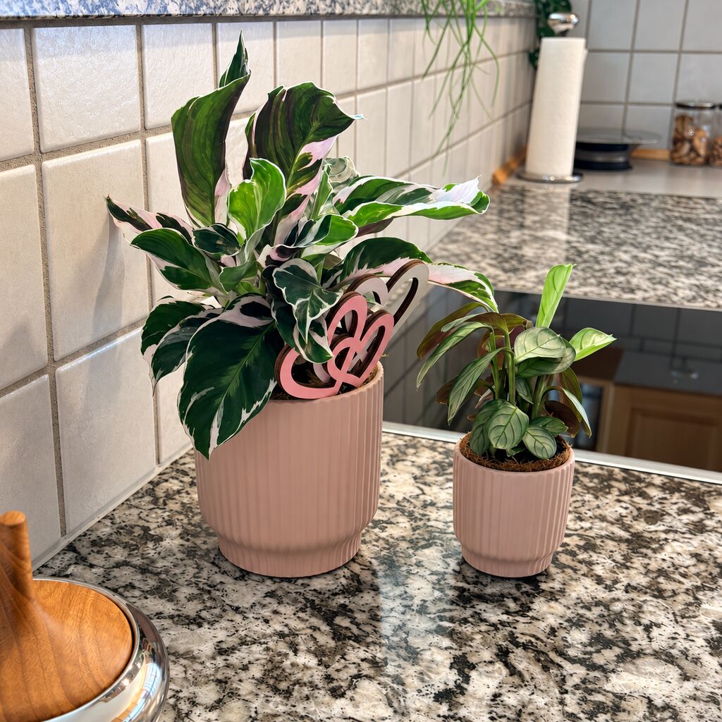 Calathea White Miracle til venstre i en rosa potte med hjertepynt ved en mindre plante på køkkenets stenbordplade.