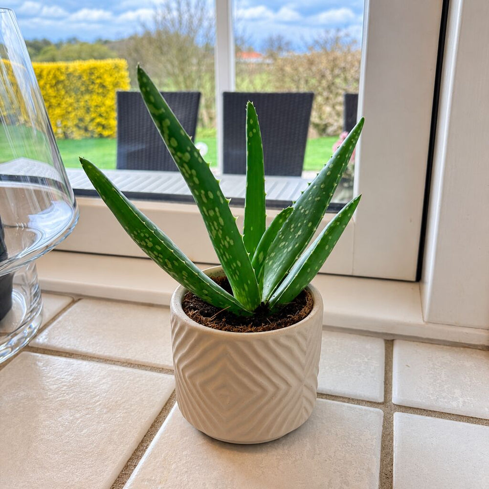 Aloe vera med grønne, plettede blade i en beige mønstret potte i vindueskarmen med udsigt til haven.