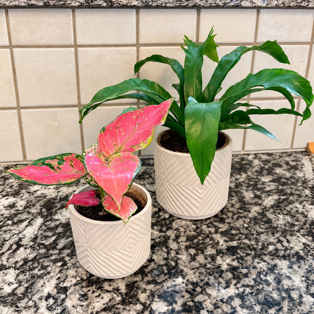 Aglaonema Pinky Promise forrest i en hvid mønstret potte ved en fugleredebregne på en mørk stenbordplade.