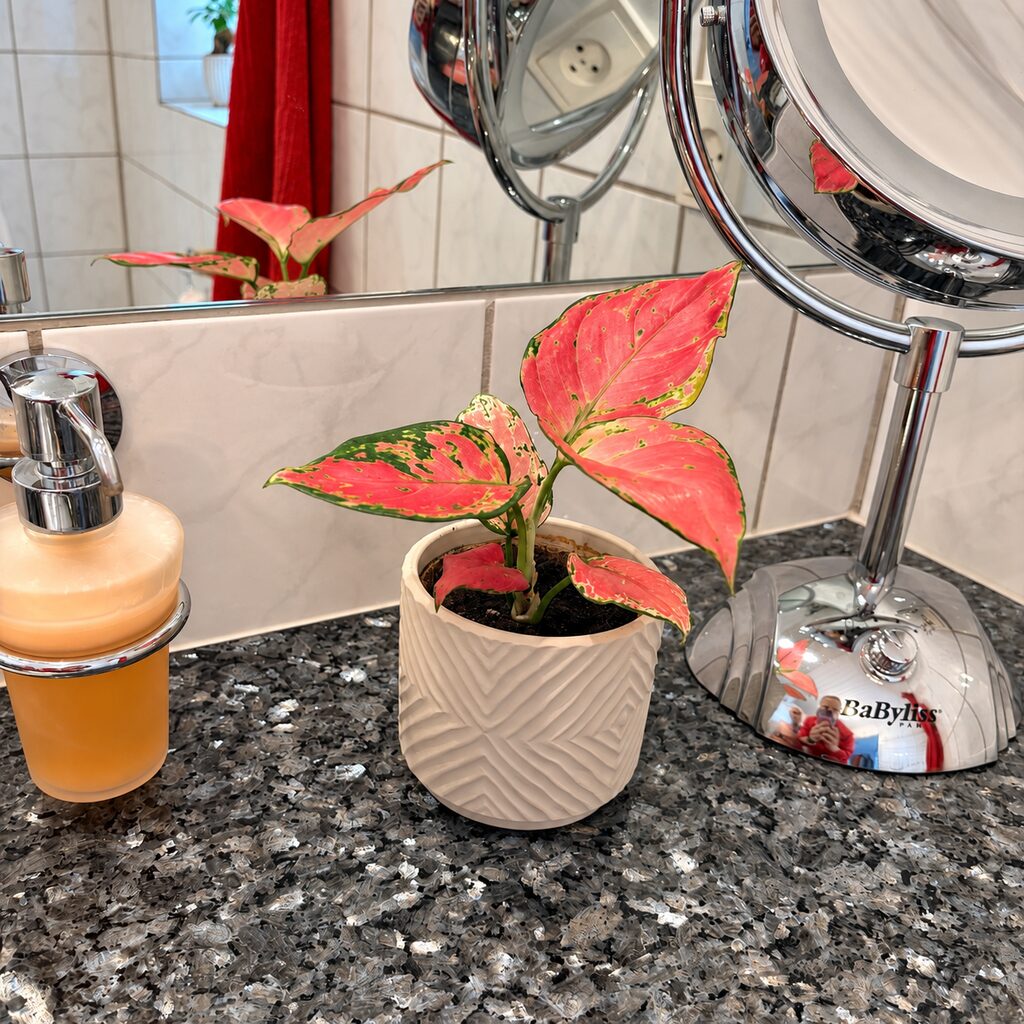 Aglaonema Pinky Promise med pink og grønne blade i en hvid potte ved sæbedispenser og spejl på badeværelset.