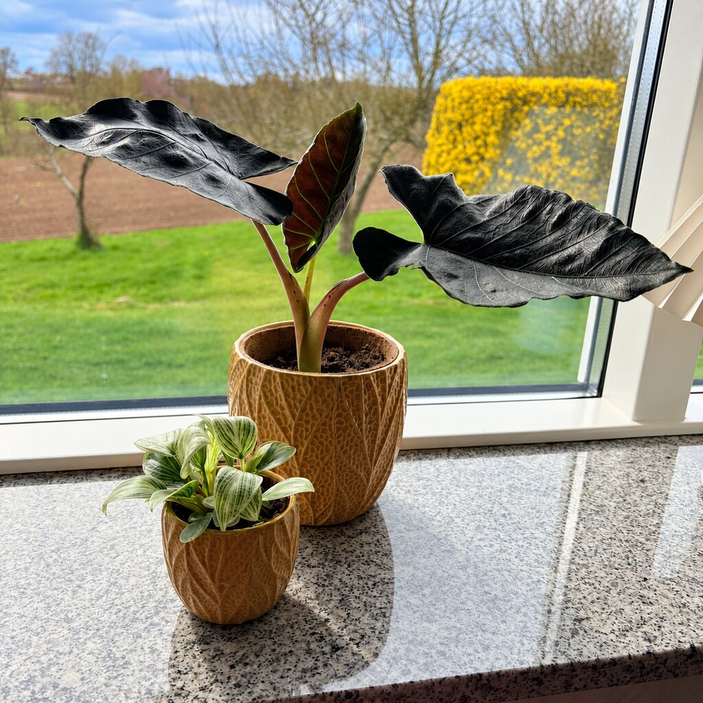 Alocasia Antoro Velvet i en stor brun potte bagerst ved en lille Philodendron Birkin i vindueskarmen.