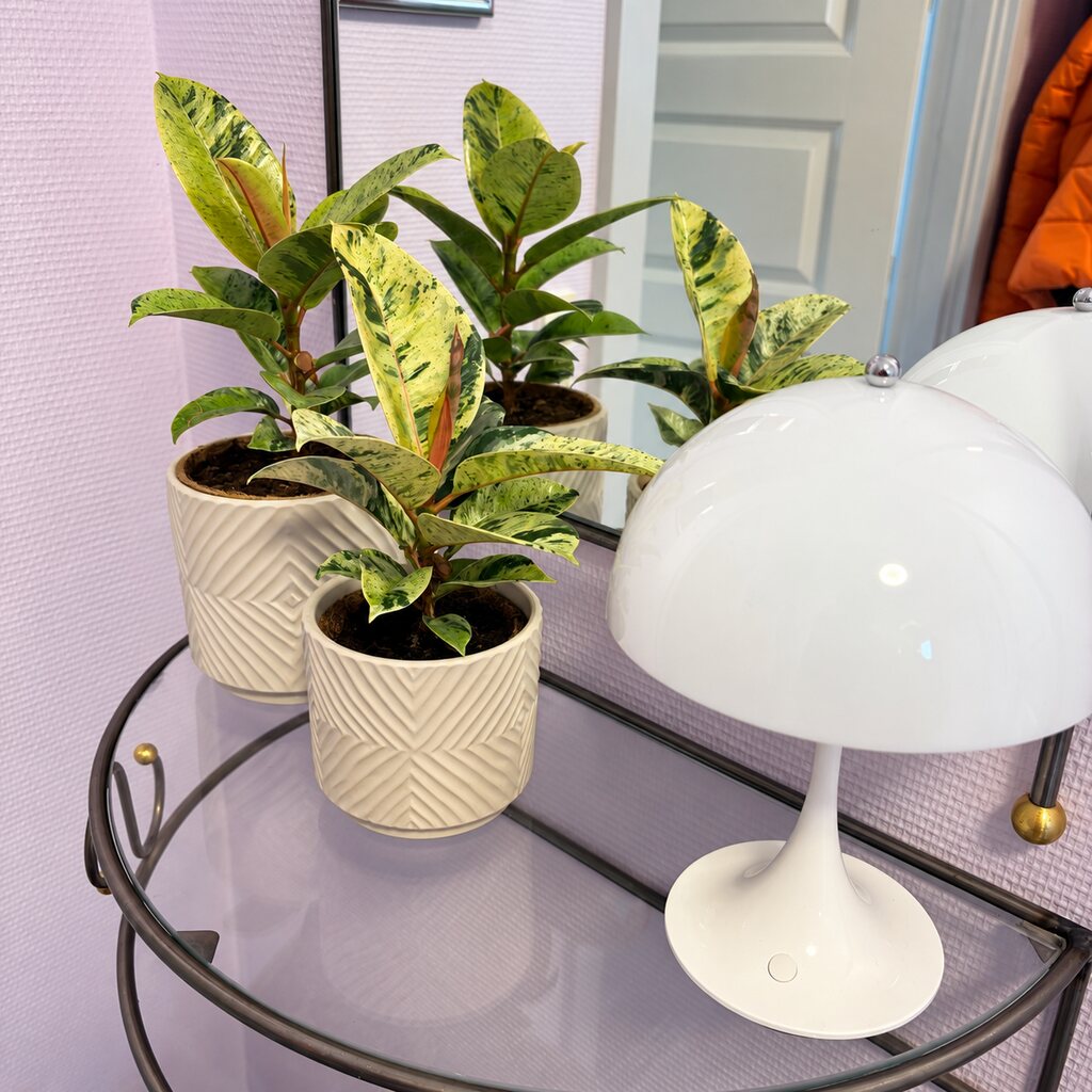 To Ficus Elastica Shivereana med brogede blade i hvide mønstrede potter ved en hvid lampe og et spejl.