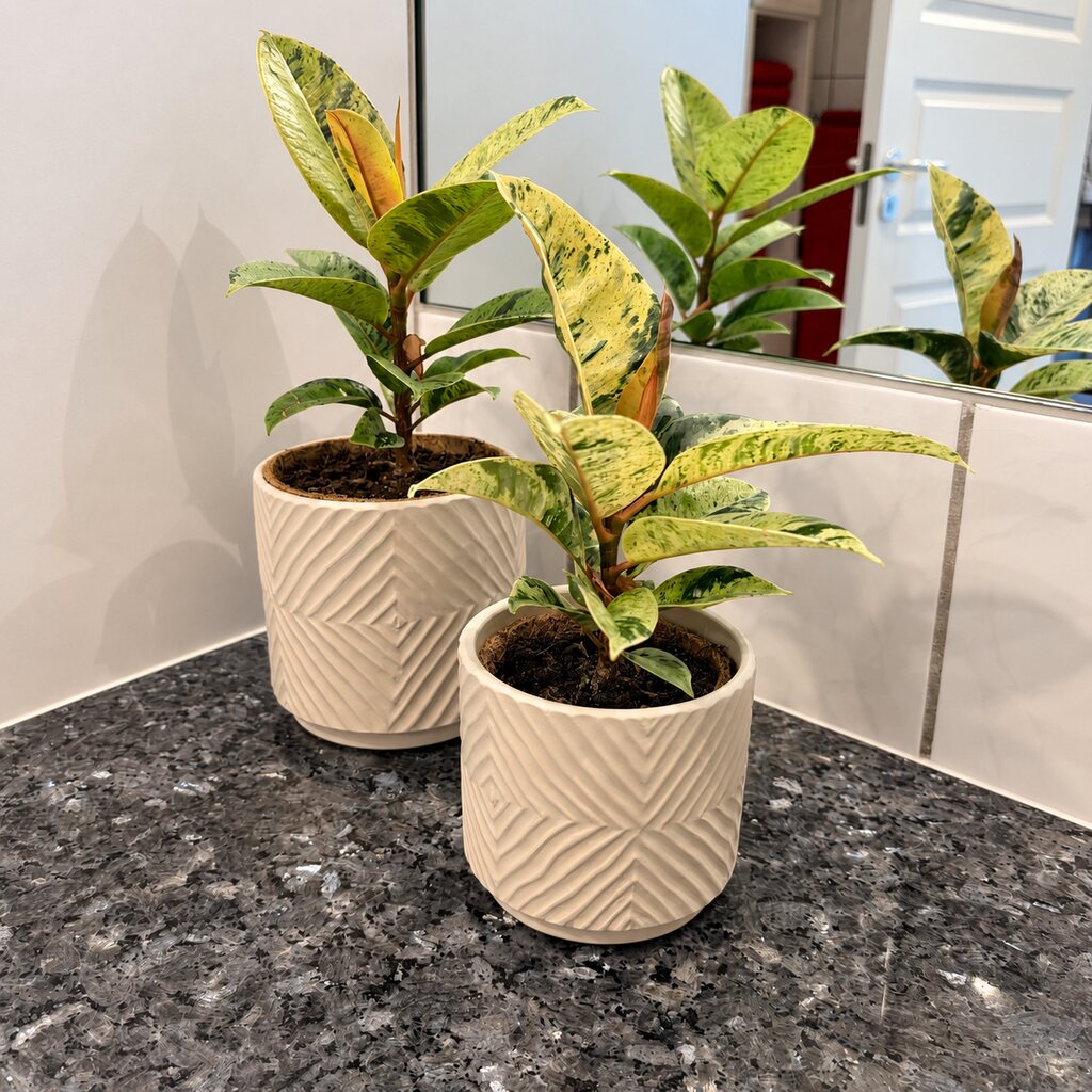 To Ficus Elastica Shivereana i forskellige størrelser i hvide potter på en mørk stenbordplade foran et spejl.