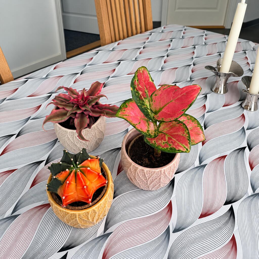 Aglaonema Pinky Promise set ovenfra i en rosa potte ved Cryptanthus Pineapple Star og Gymnocalycium Glow.