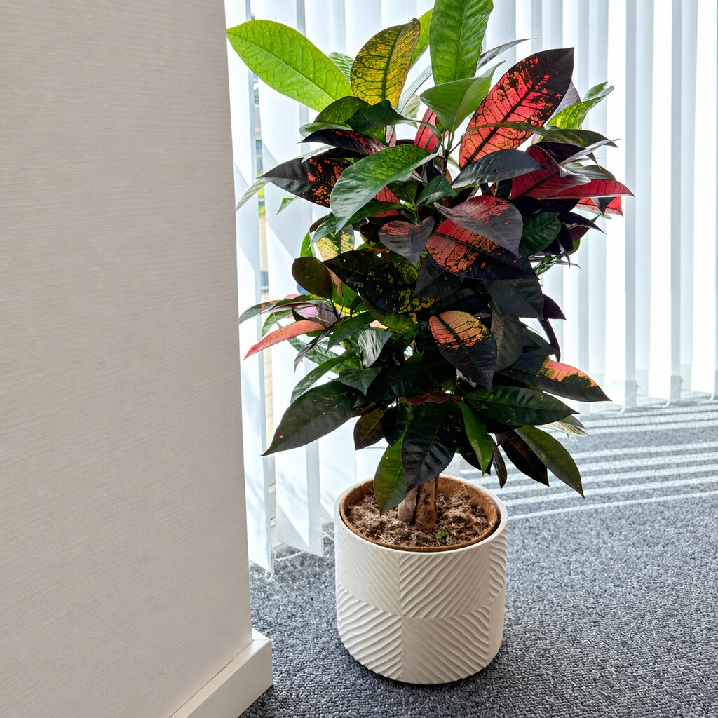 Codiaeum Iceton med grønne, gule og rødlige blade i en lys potte ved lamelgardiner.