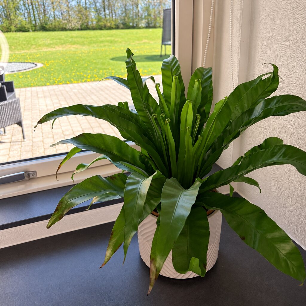 Asplenium Antiquum med bølgede grønne blade i en hvid mønstret krukke ved køkkenvinduet.