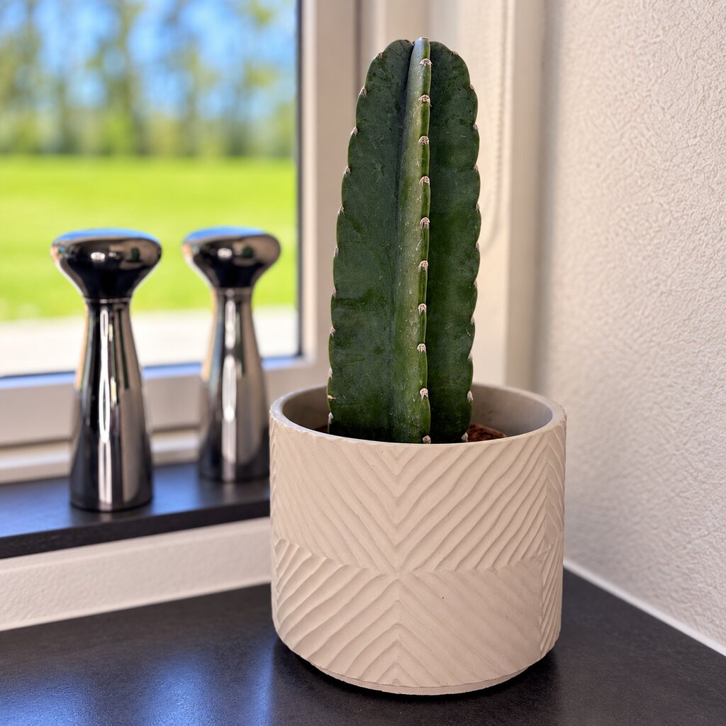 Cereus jamacaru i hvid mønstret krukke i en lys vindueskarm ved to metalkværne.