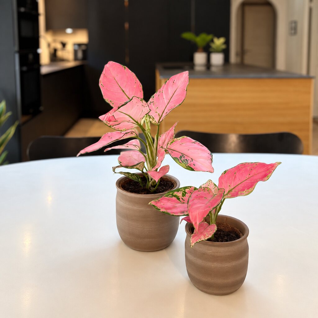 Aglaonema Pinky Promise med pink og grønne blade i to brune krukker på et hvidt spisebord ved køkkenet.